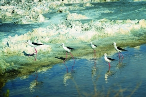 Sendero Salina Carboneros